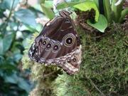 MACRO Farfalle 012